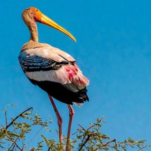 Bharatpur Bird Sanctuary