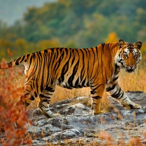 Kanha National Park