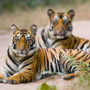Pench National Park