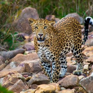 Panna National Park