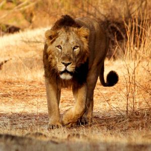 Gir National Park