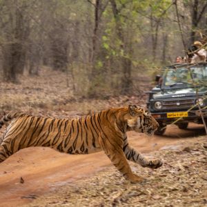 Ranthambore National Park