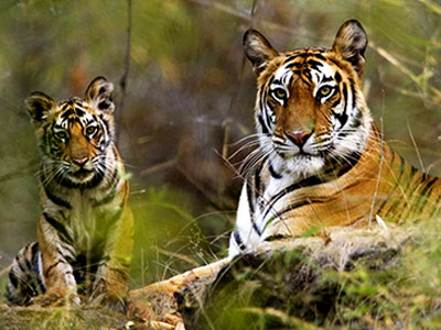 How to reach Bandhavgarh National Park?