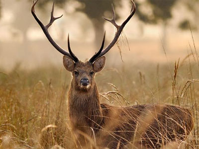 How to reach Kanha National Park?