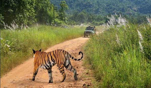 Bandhavgarh Wildlife Tours
