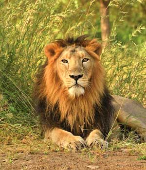Gir Wildlife Tours