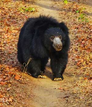 Panna Wildlife Tours