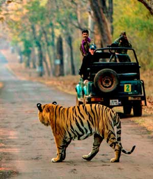 Pench Wildlife Tours