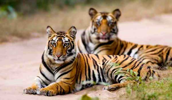 Ranthambore Tours