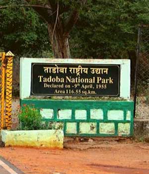 Tadoba Wildlife Tours