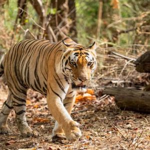 Golden Triangle Tour with Ranthambhore Tiger Safari