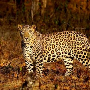 Satpura National Park Tour with 2 Jeep Safari