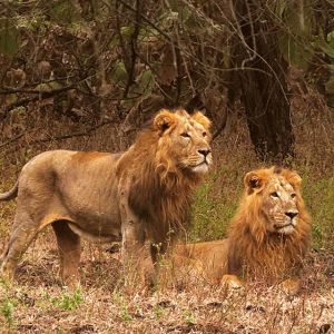Gir National Park Weekend Holiday Tour