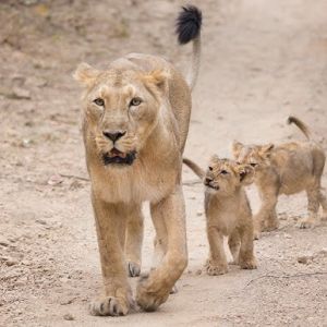 Sasan Gir Somnath Dwarka Tour Package for 4 Nights 5 Days