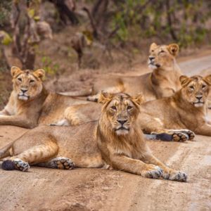 Gir  Weekend Holiday Tour Package for 1 Night 2 Days