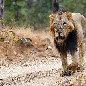Gir Holiday Tour Package for 2 Nights 3 Days