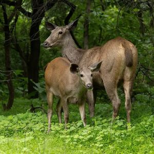 Gir Forest Safari Somnath Holiday Tour for 2 Nights 3 Days