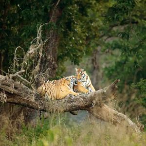 Madla Safari Booking in Panna National Park